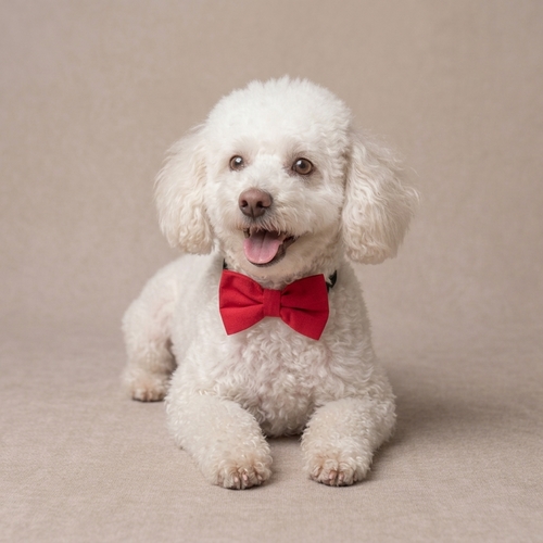 Poshüpets 寵物用品｜英倫小紳士領結領巾-3款選擇